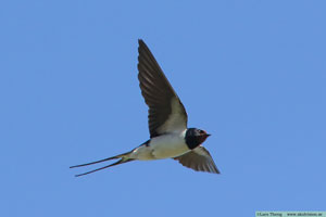 Ladusvala, Hirundo rustica